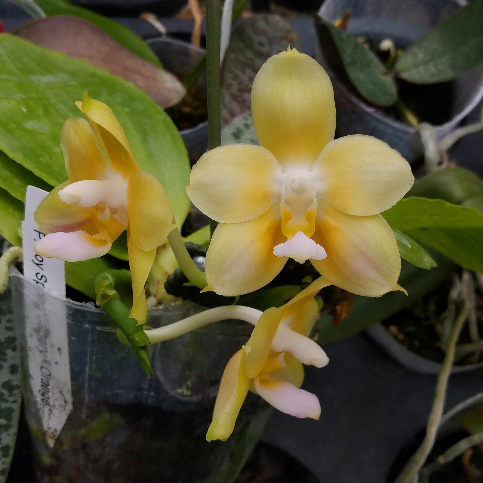 Phal. (Tzu Chiang Orange-Caribbean Sunset) × Phal. (Autumn Sun