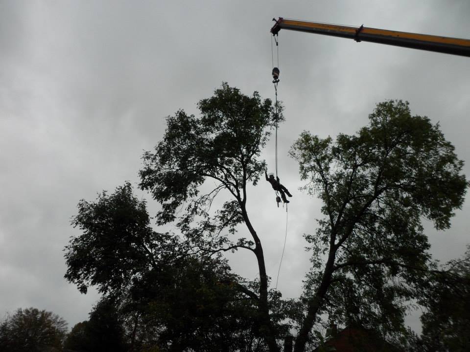 Simpsons tree works | Newark