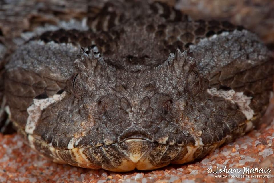 African Snakebite Institute - This is part of an email message that I ...