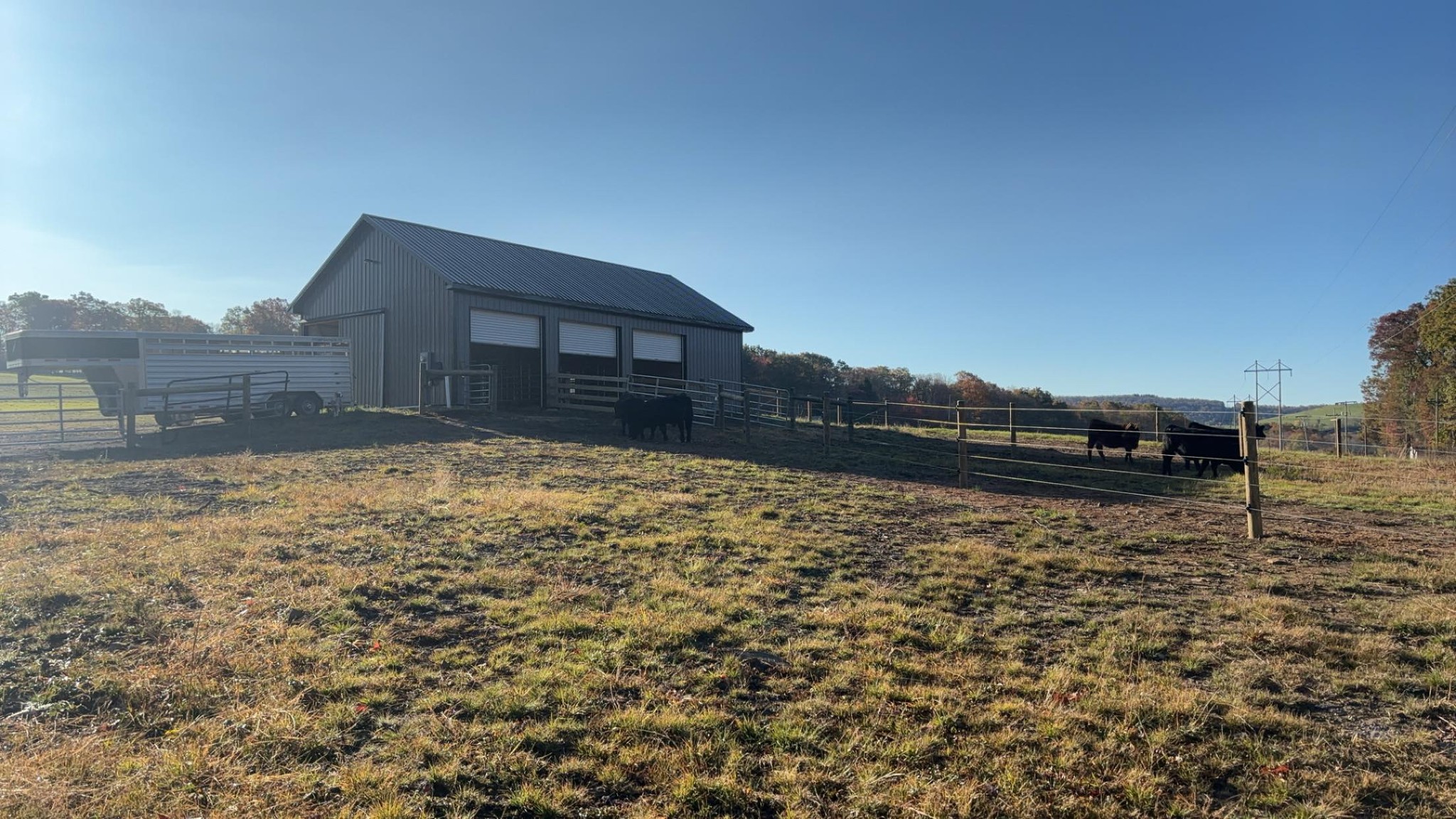 Rodeheaver Show Cattle | Friendsville MD
