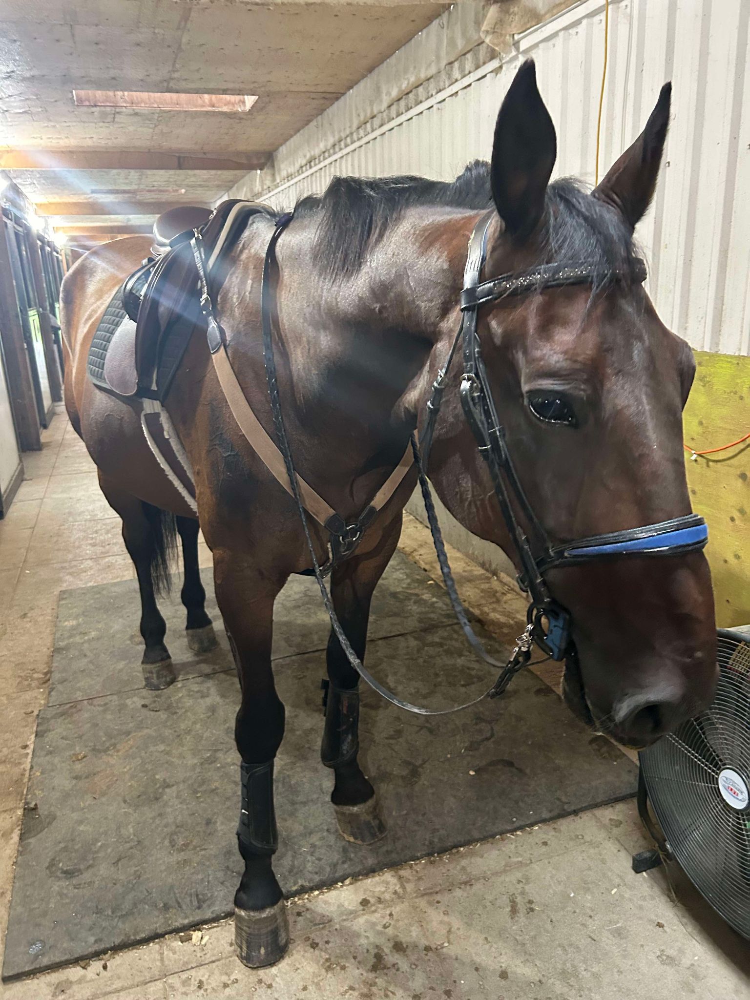 The Crystal Ladder Ranch | Newmarket ON