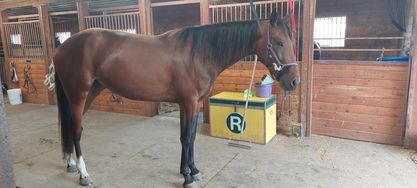 The Crystal Ladder Ranch | Newmarket ON