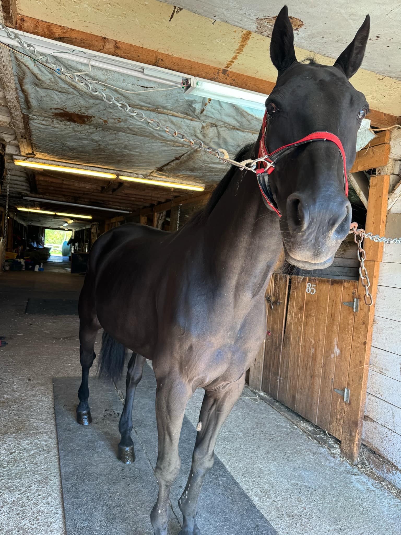 The Crystal Ladder Ranch | Newmarket ON