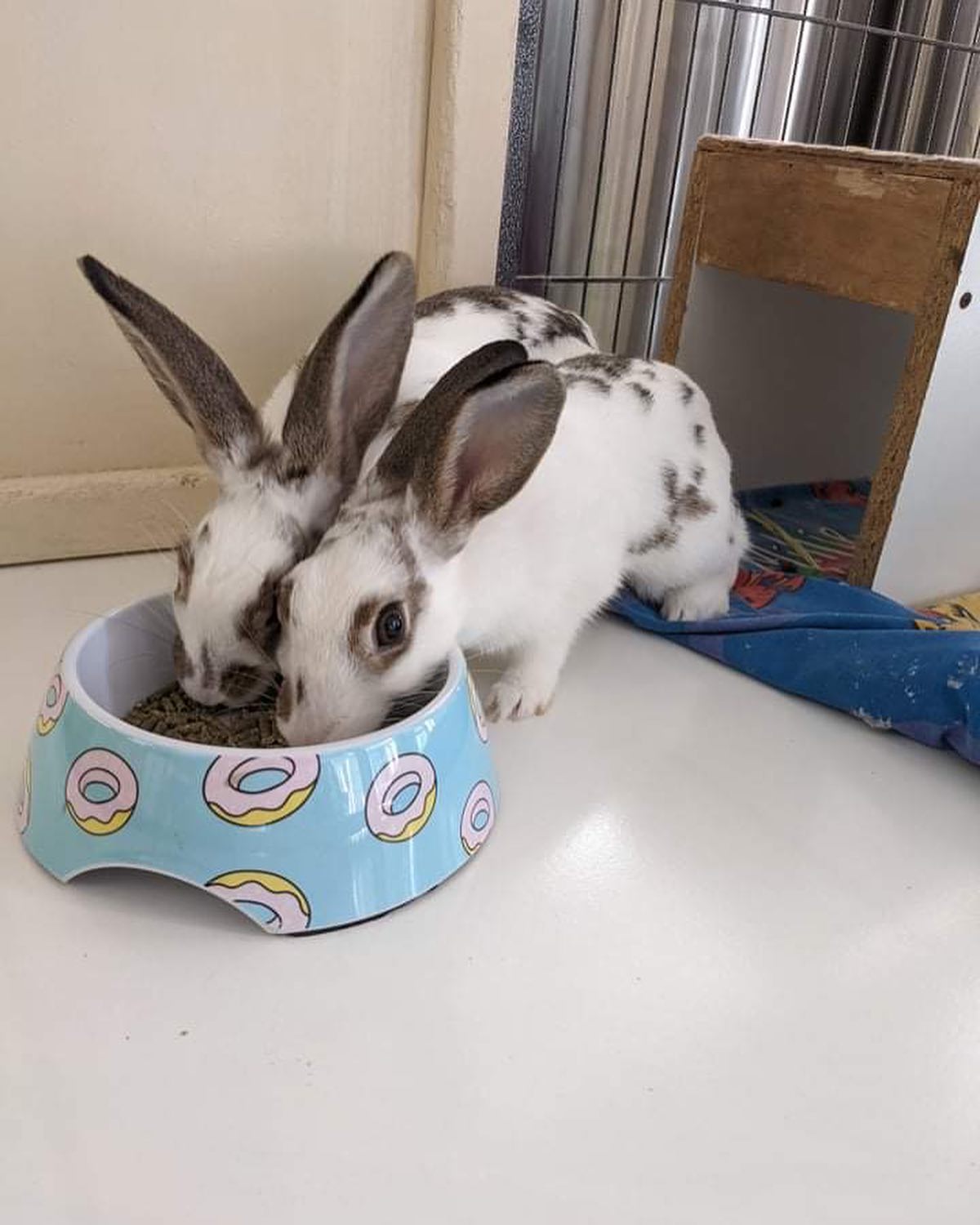 Meet LOTTIE & DOTTIE. Umm... - Rabbit Run-Away Orphanage