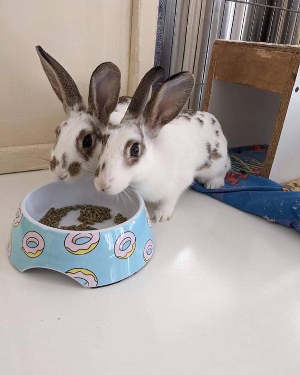Meet LOTTIE & DOTTIE. Umm... - Rabbit Run-Away Orphanage