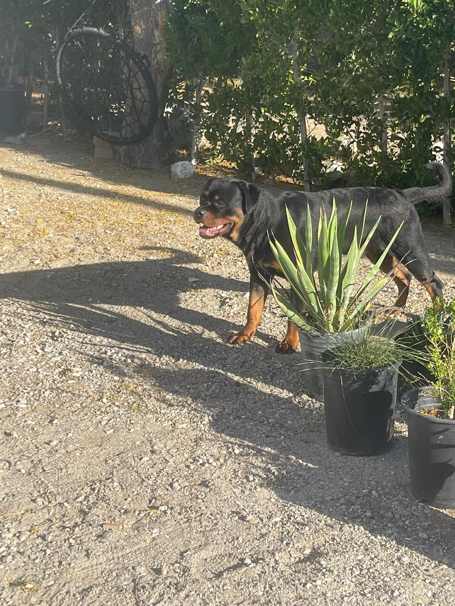 Lost dog spotted on El Rio Lane in DHS