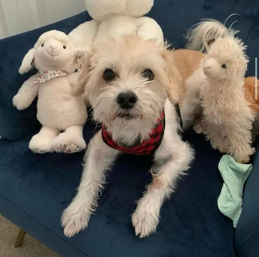 Adopting Smuckers, a 10-year-old dog in West Palm Beach, FL