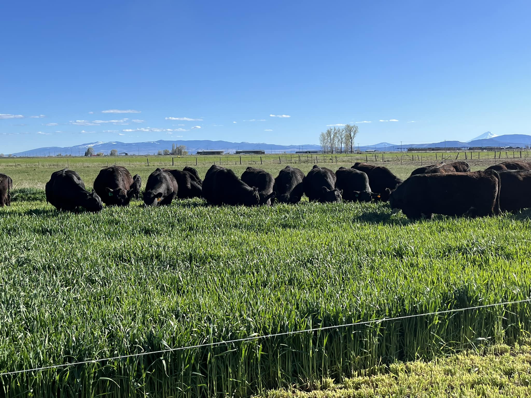 King Farms Cattle Co. | Malin OR