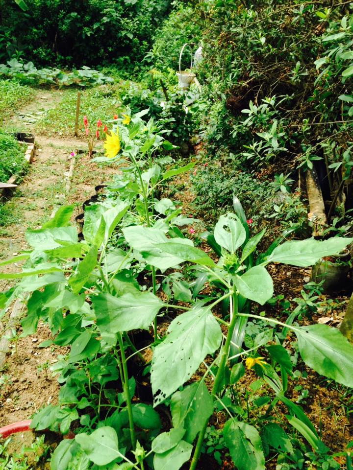 MỘT CỌNG RƠM - Home