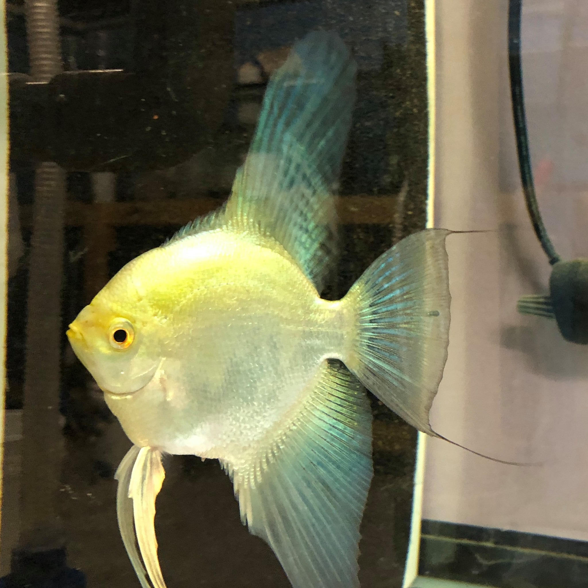 HOW I TRIMMED THE DORSAL FIN OF MY MALE BSP BECAUSE IT WAS BENT ...
