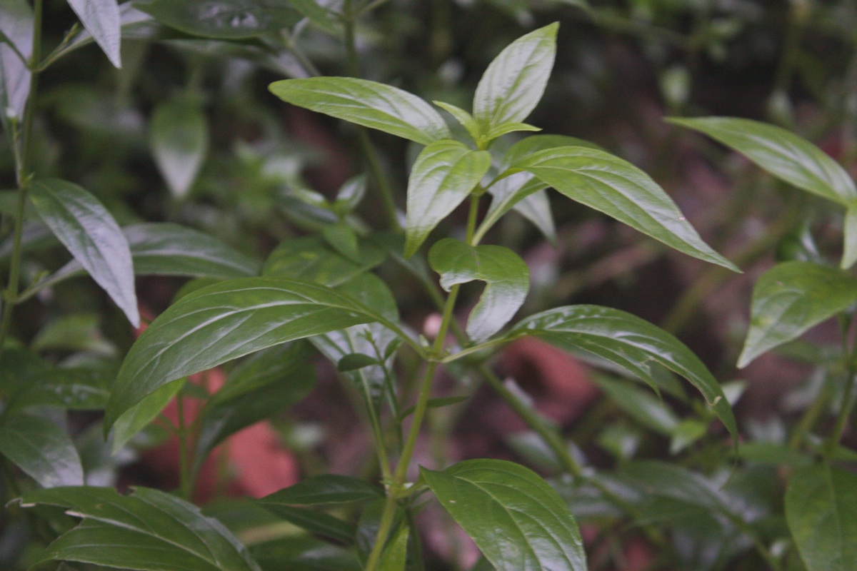 Serpentina - Miracle Herb... - Serpentina - Miracle Herb