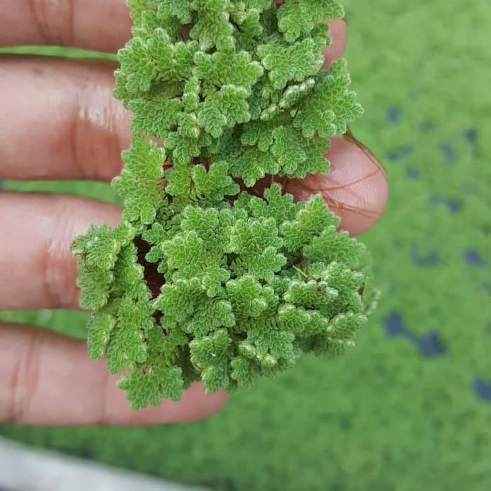 අසොලා அசோலா Azola... - අසොලා அசோலா Azola Farming Srilanka