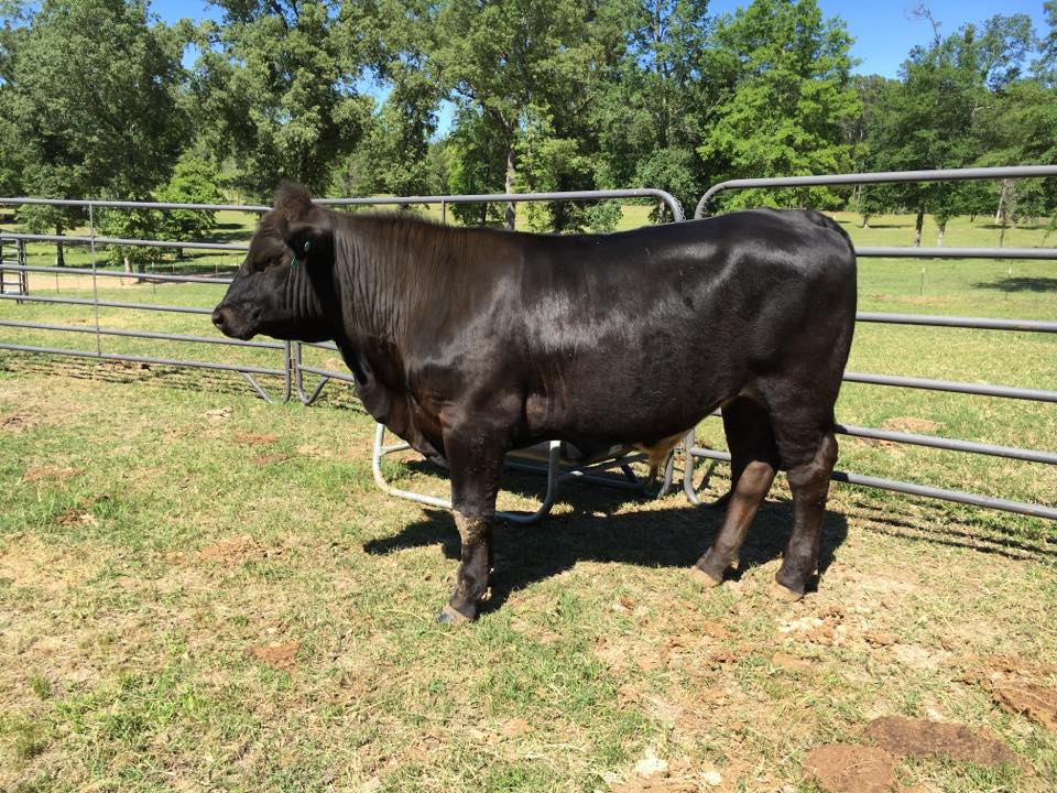 RAMP Ranch custom fed beef | Avinger TX