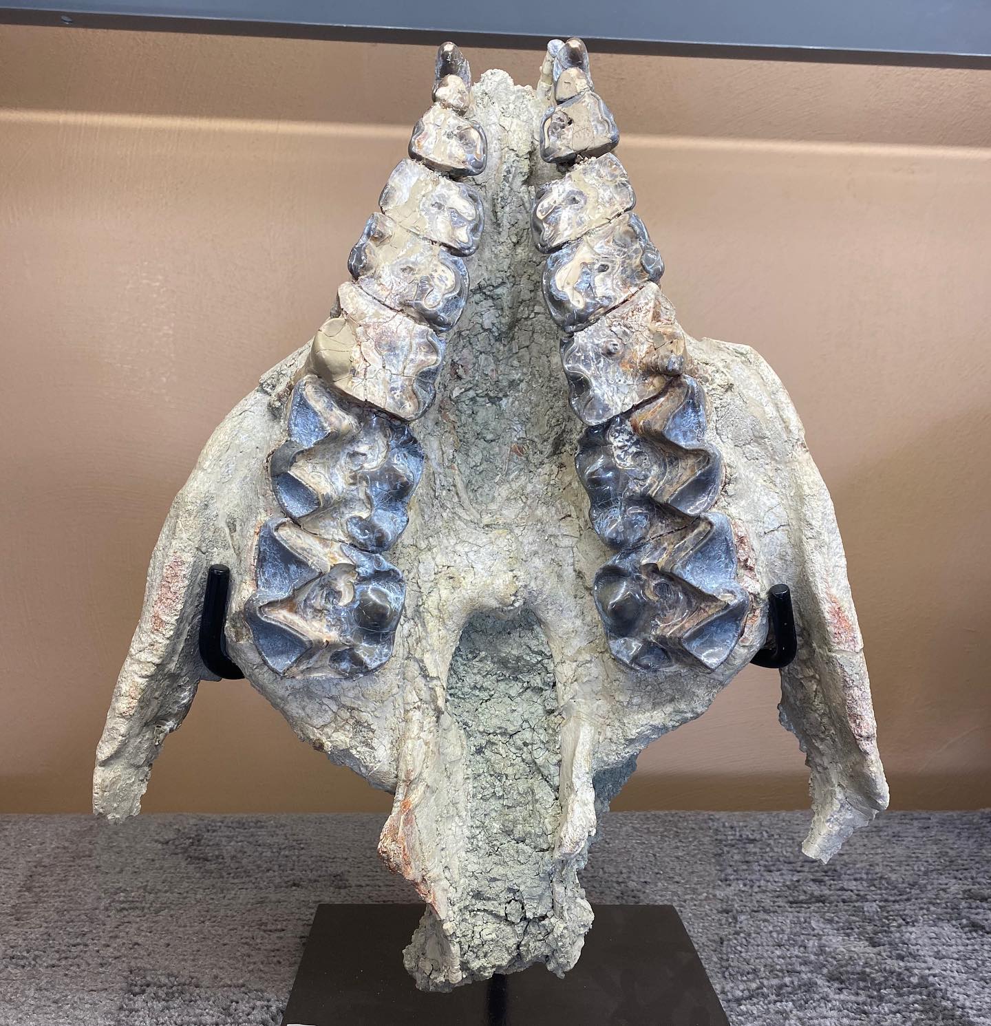 This wonderful, nearly complete upper skull from a Titanothere is a ...