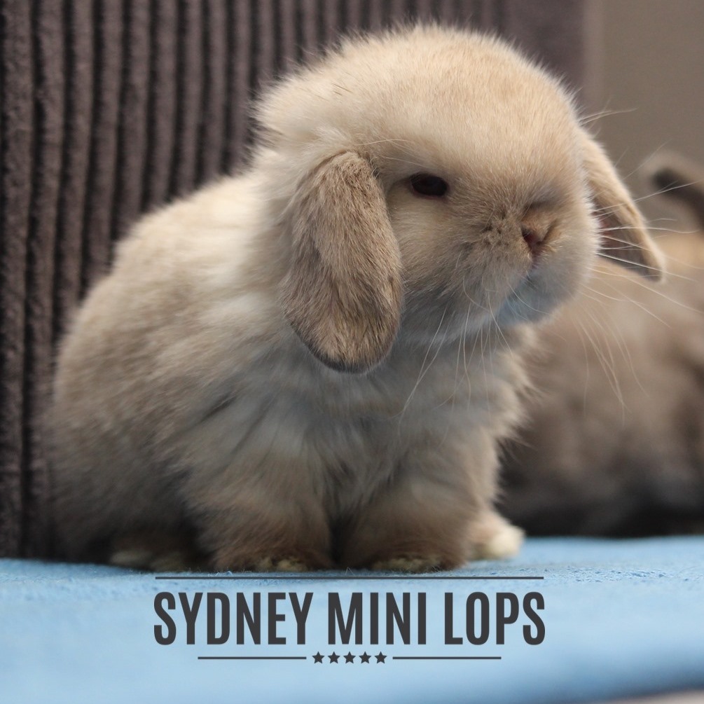 Sydney Mini Lops - 2021 challenged us to find balance between our bunny ...