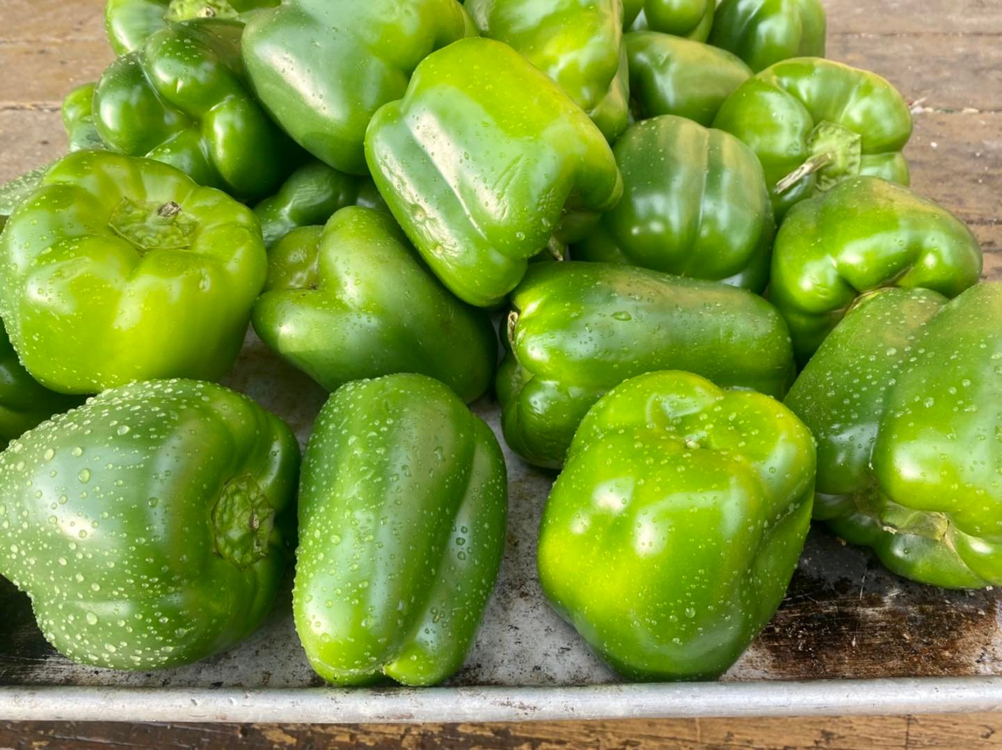 Rain kissed peppers ready for the... - Gateway Garlic Farms | Facebook