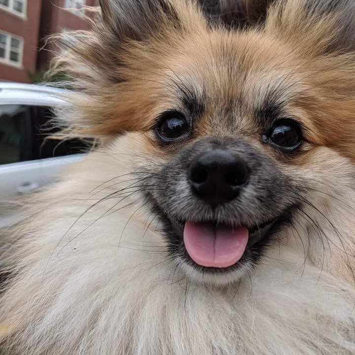 Dragon Puph