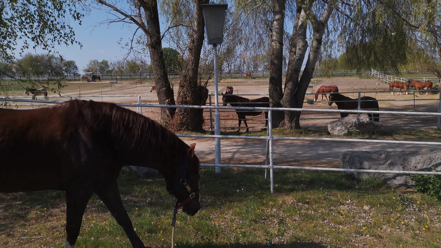 MB-Ranch | Sommerein
