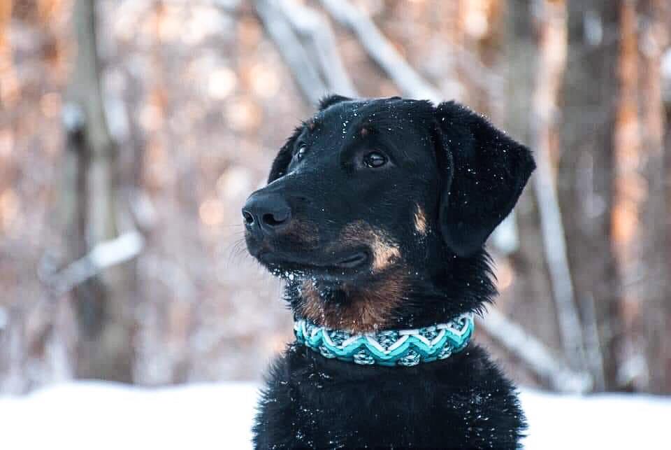 Beauceron, Bas rouge, berger de beauce
