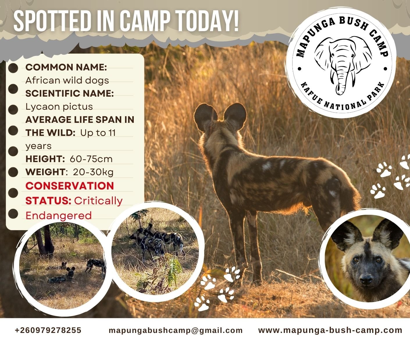 A privilege to be visited in camp by a... - Mapunga Bush Camp | Facebook