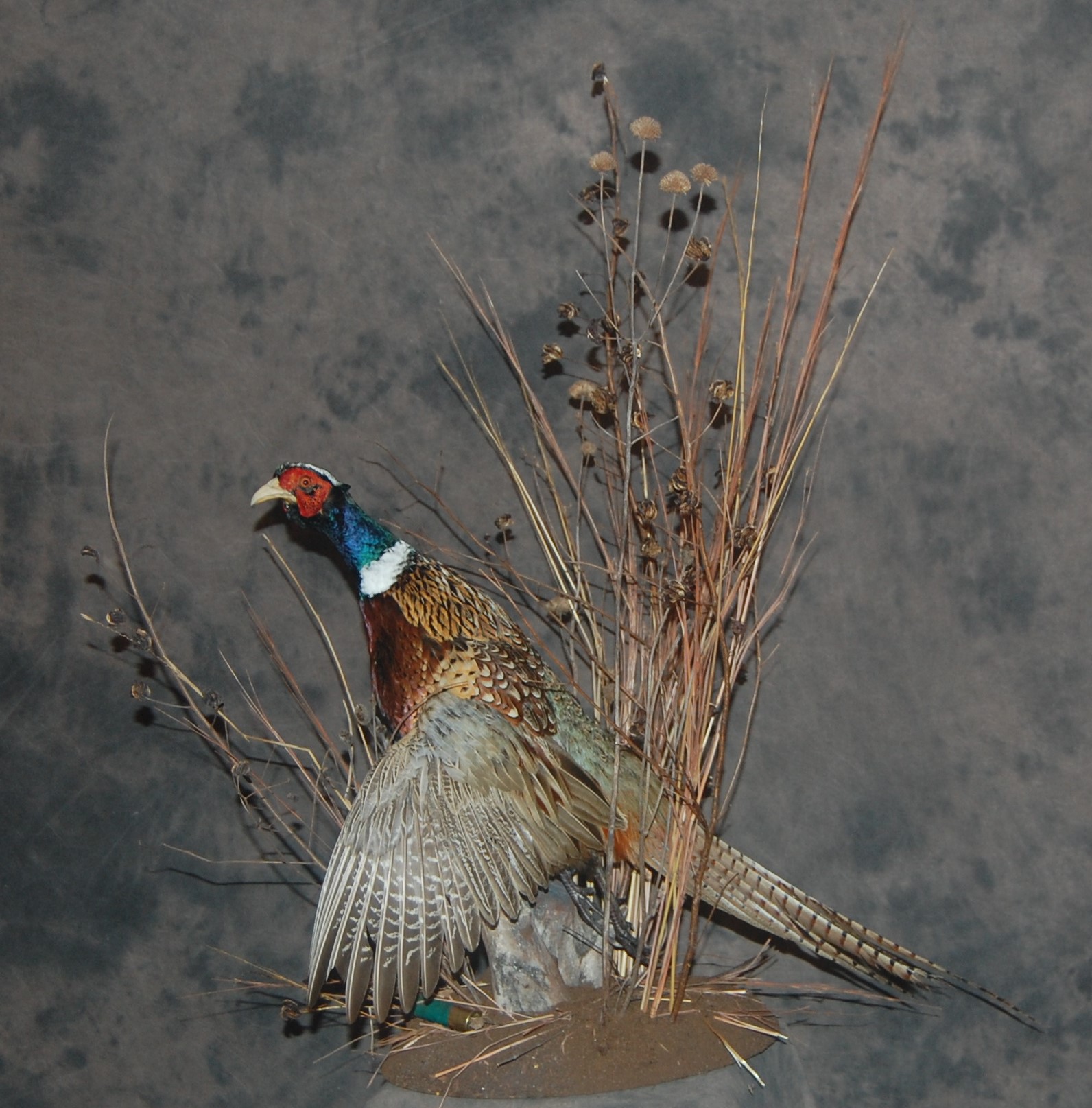 Congratulations Eric Gerth on a... - Moraine View Taxidermy