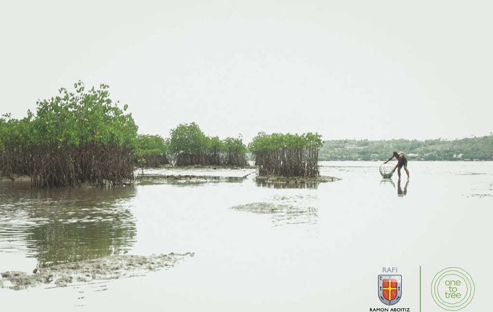 RMA News - GCASH, RAFI grow mangrove forest together... | Facebook
