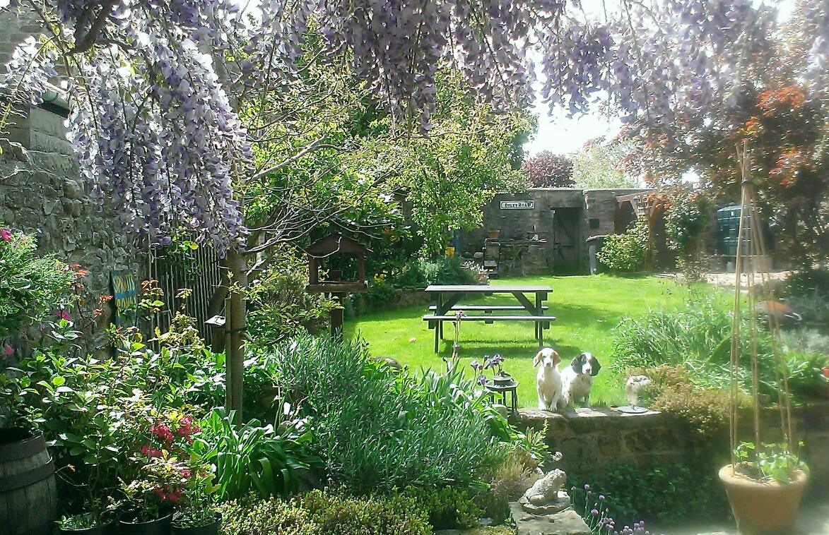 Lesley, Dog Grooming | Ripon