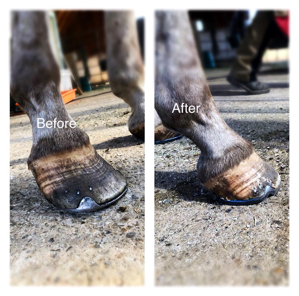 Four Corners Farrier Services Limited