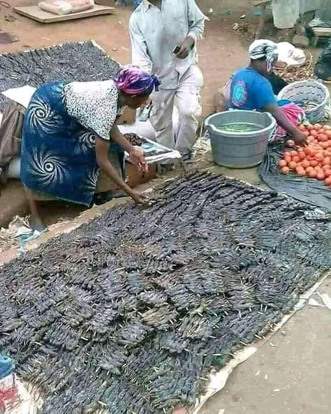 Angoni A KWA Makwangwala