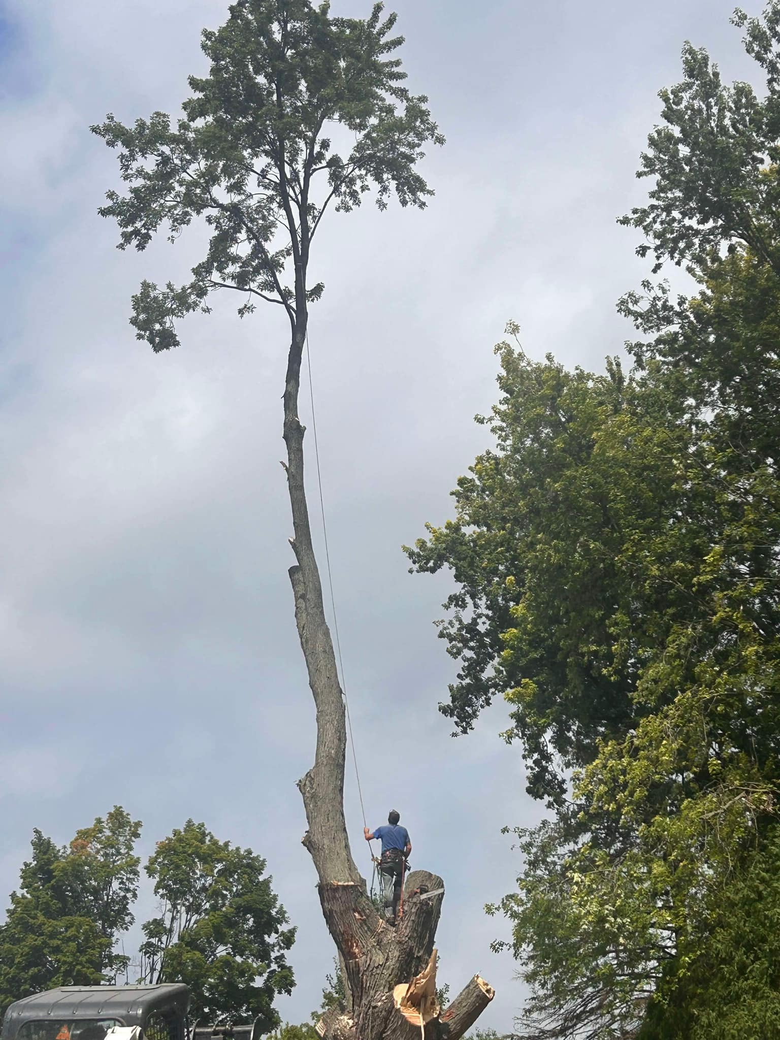 D&B Tree Service | Howard City MI