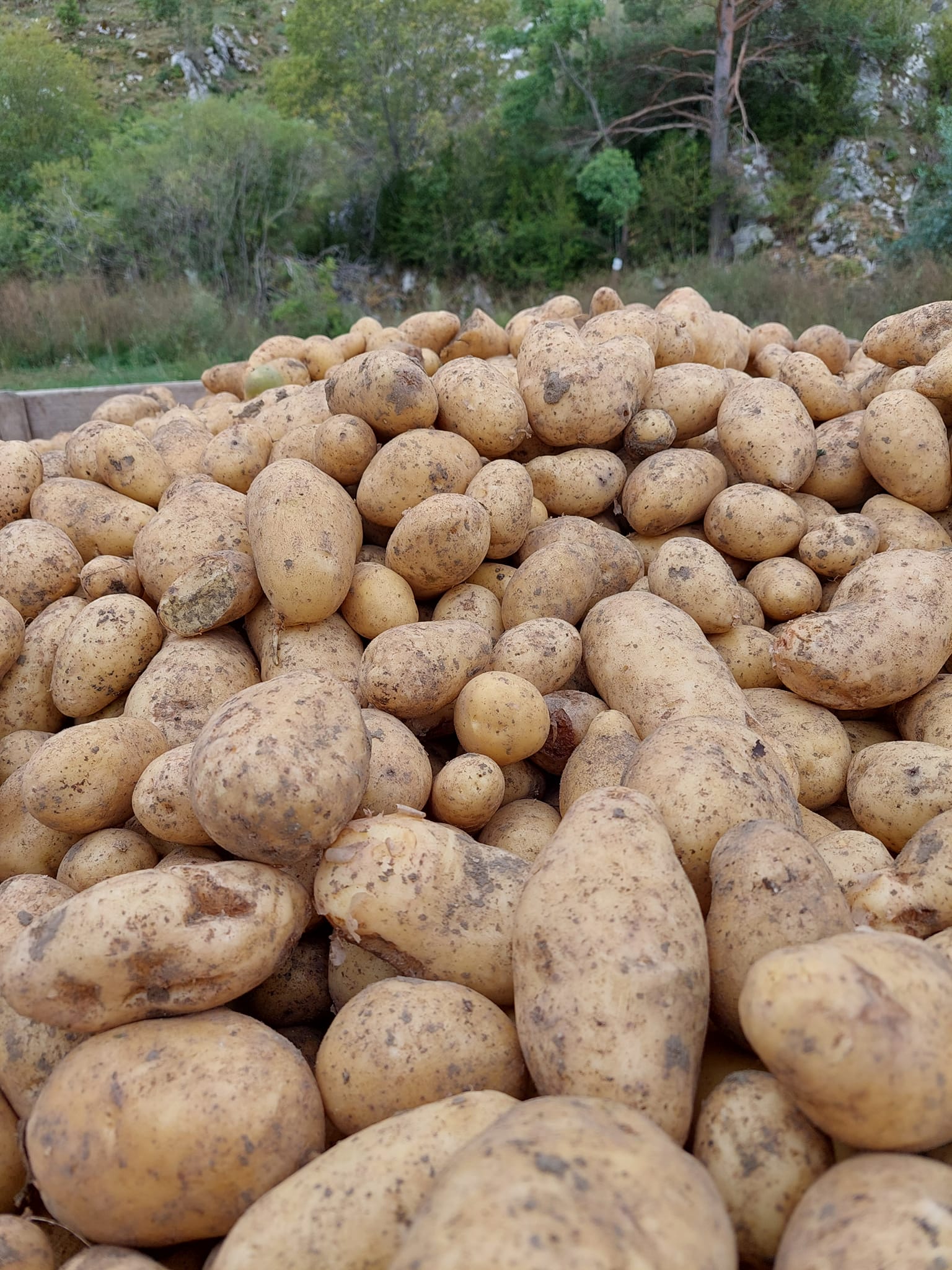 Fete De La Pomme De Terre Roque Esclapon 2022