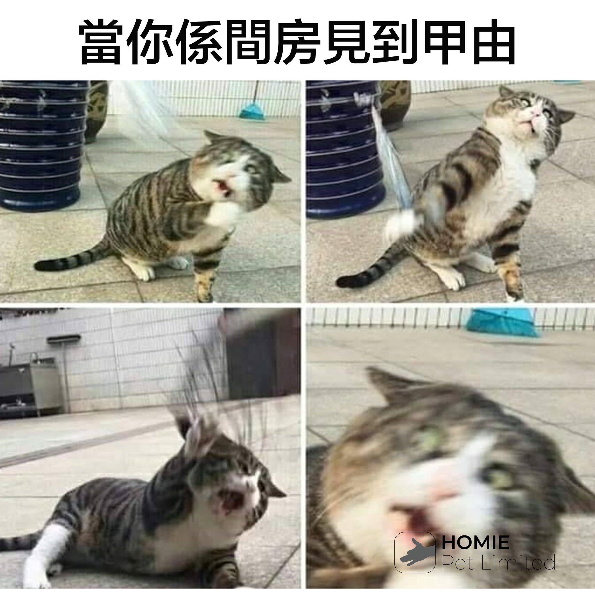 Homie Pet - 大佬佢仲識飛我都係走先🙀🙀🙀🙀 Source：Reddit #meme #Catmeme...