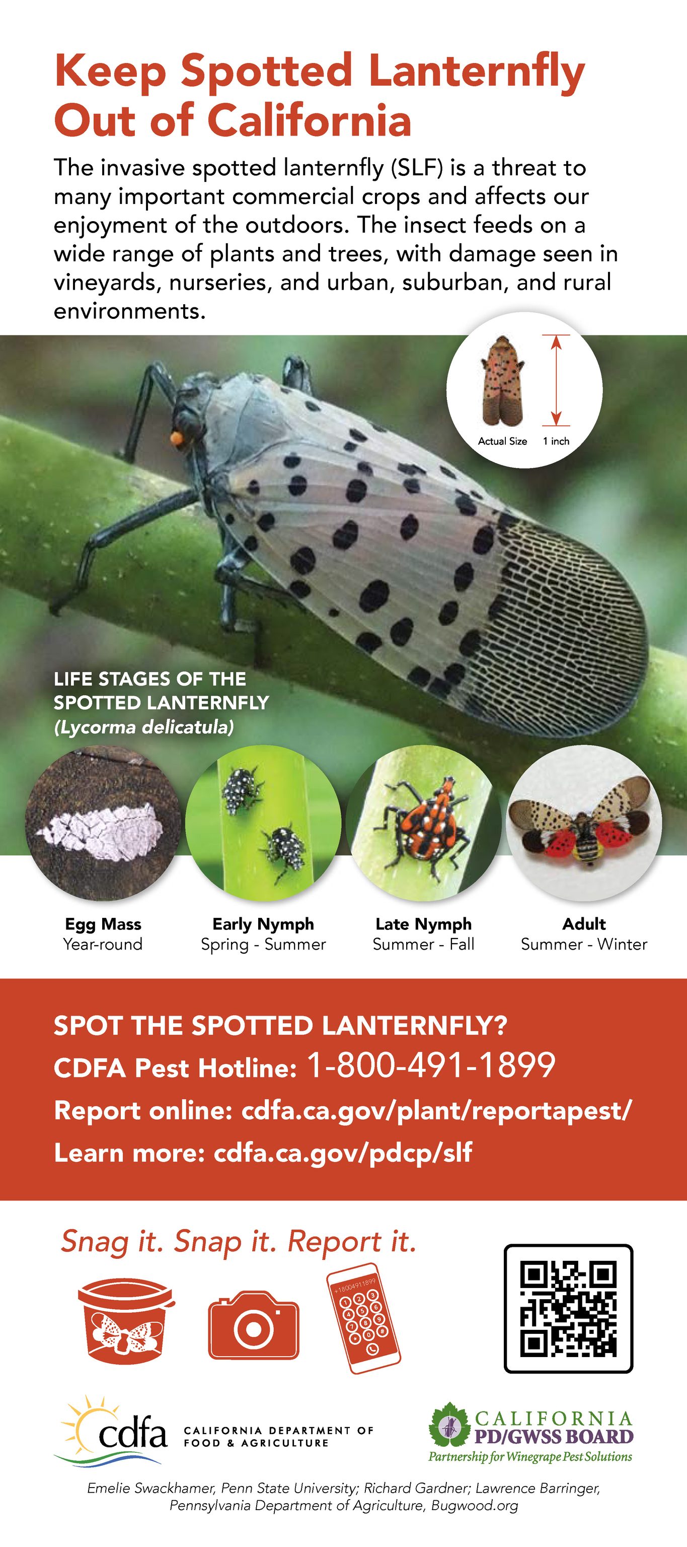 CDFA Pierce's Disease / Glassy-winged Sharpshooter Board - Please help ...