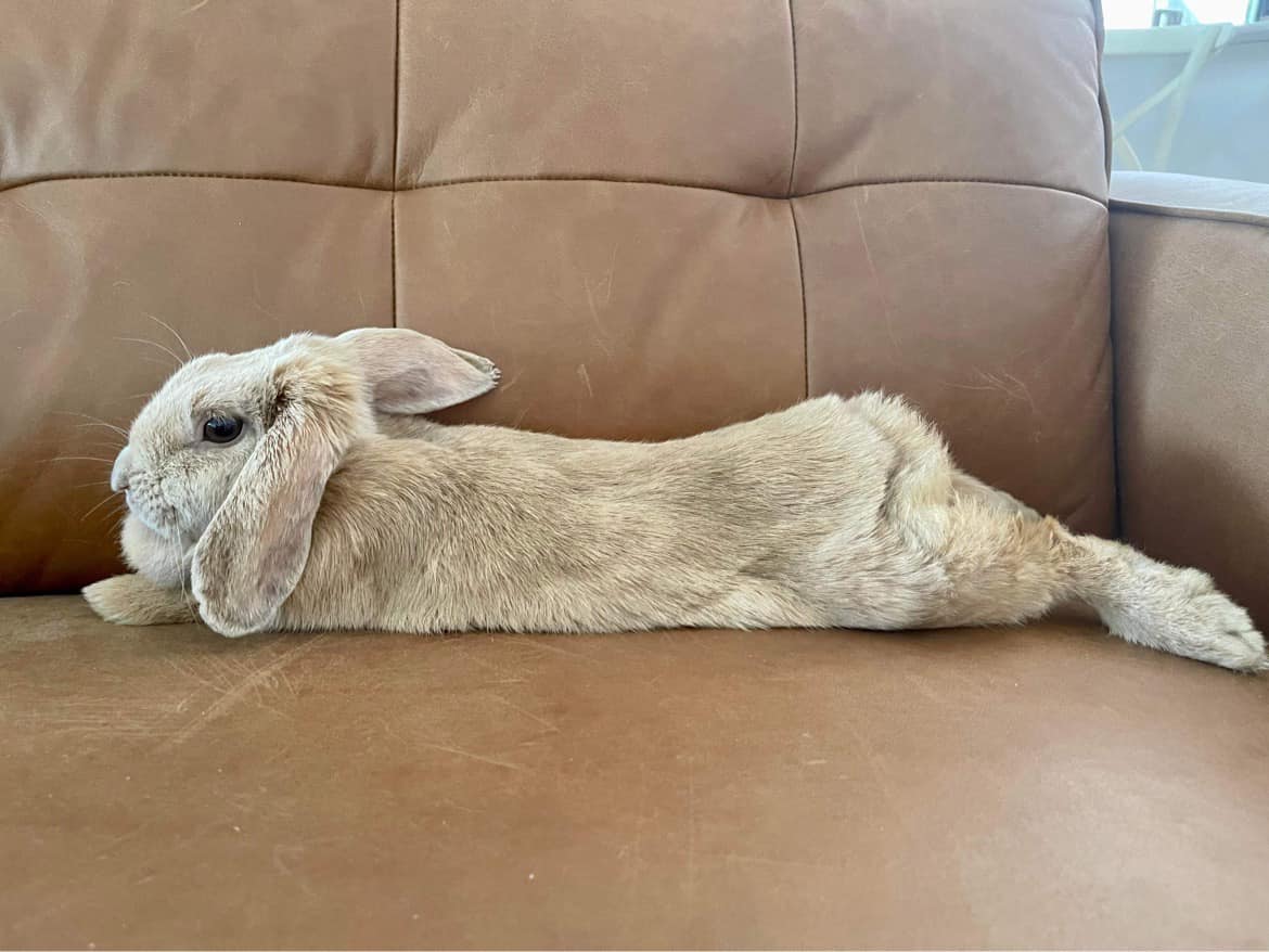 Legalise Pet Rabbits in Queensland.