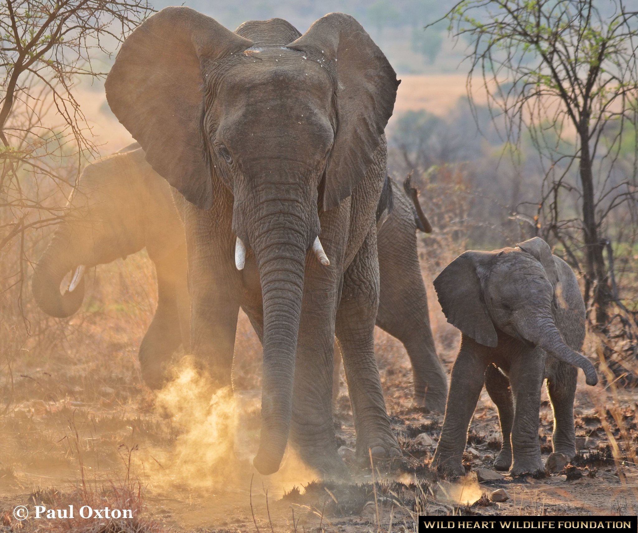 Wild - More Kenyan elephants die due to climate change than poaching ...