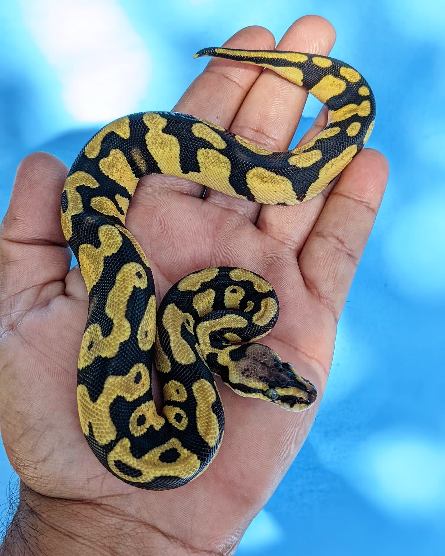 South Caribbean Exotics