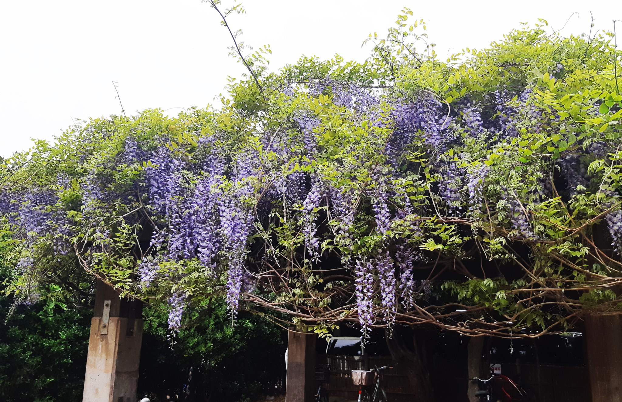 公益社団法人藤沢市観光協会 - 藤沢市の市の花は「フジ」です。 春の風物詩であるフジの花が、... | Facebook
