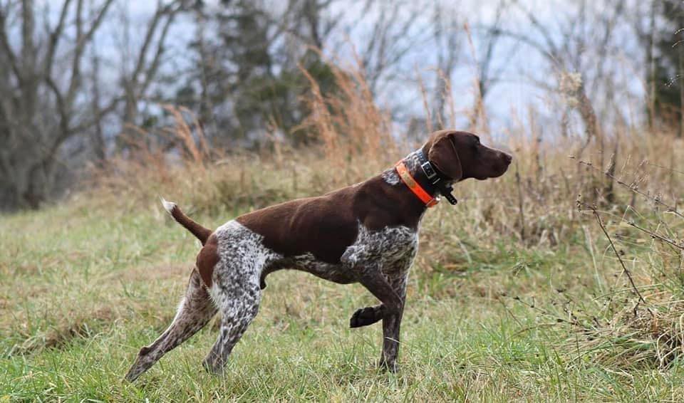 German Shorthaired Pointers of Indiana | Facebook