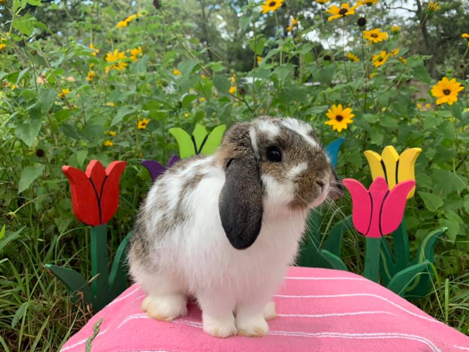 Red Rock Rabbitry