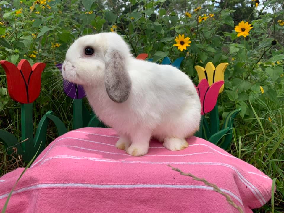 Red Rock Rabbitry