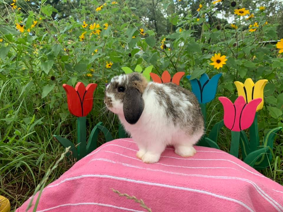 Red Rock Rabbitry