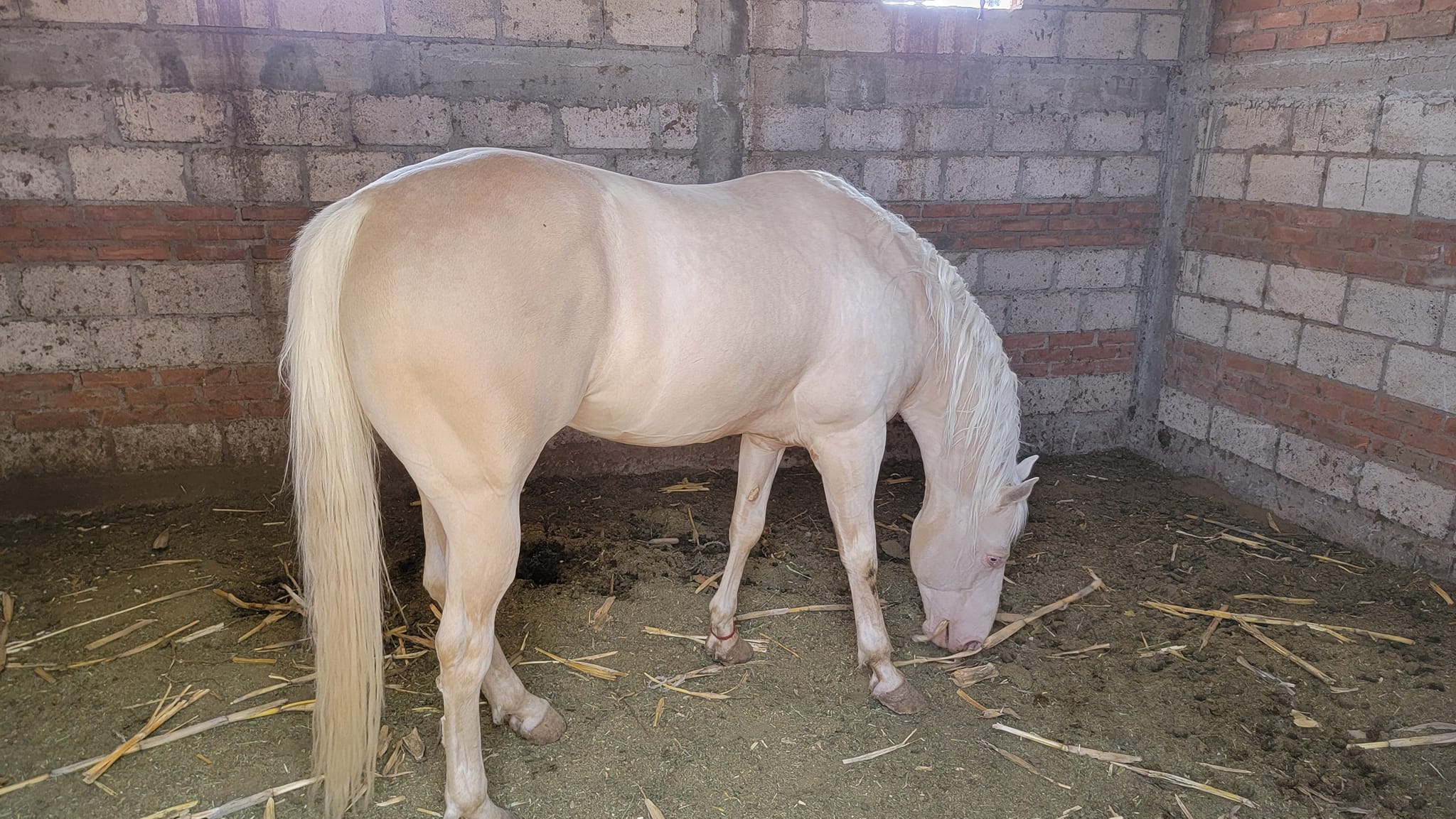 Maquilas disponibles caballo de... - Rancho El Cerrito