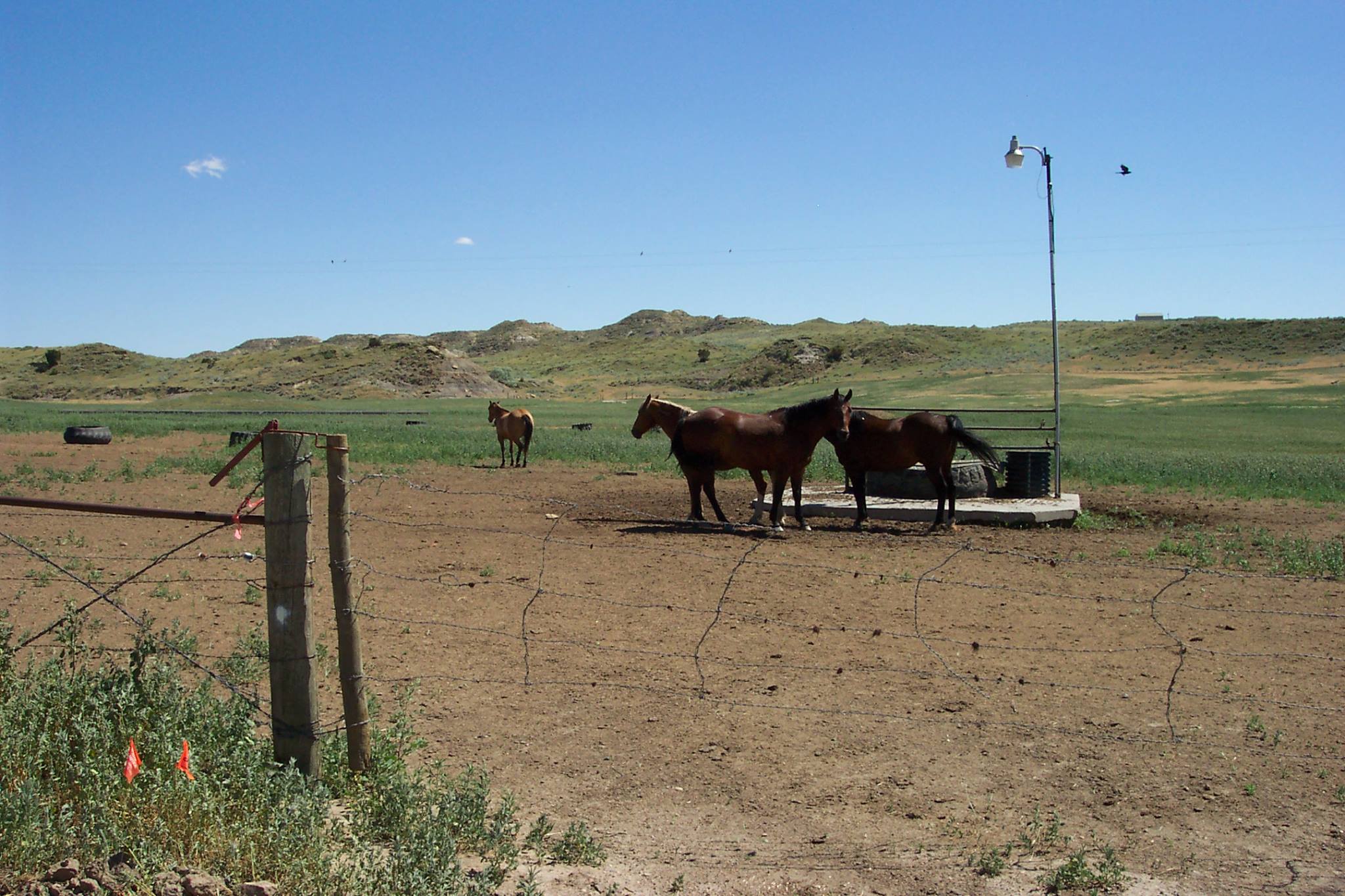 Circle Eight Ranch and... - Circle Eight Ranch and Racing