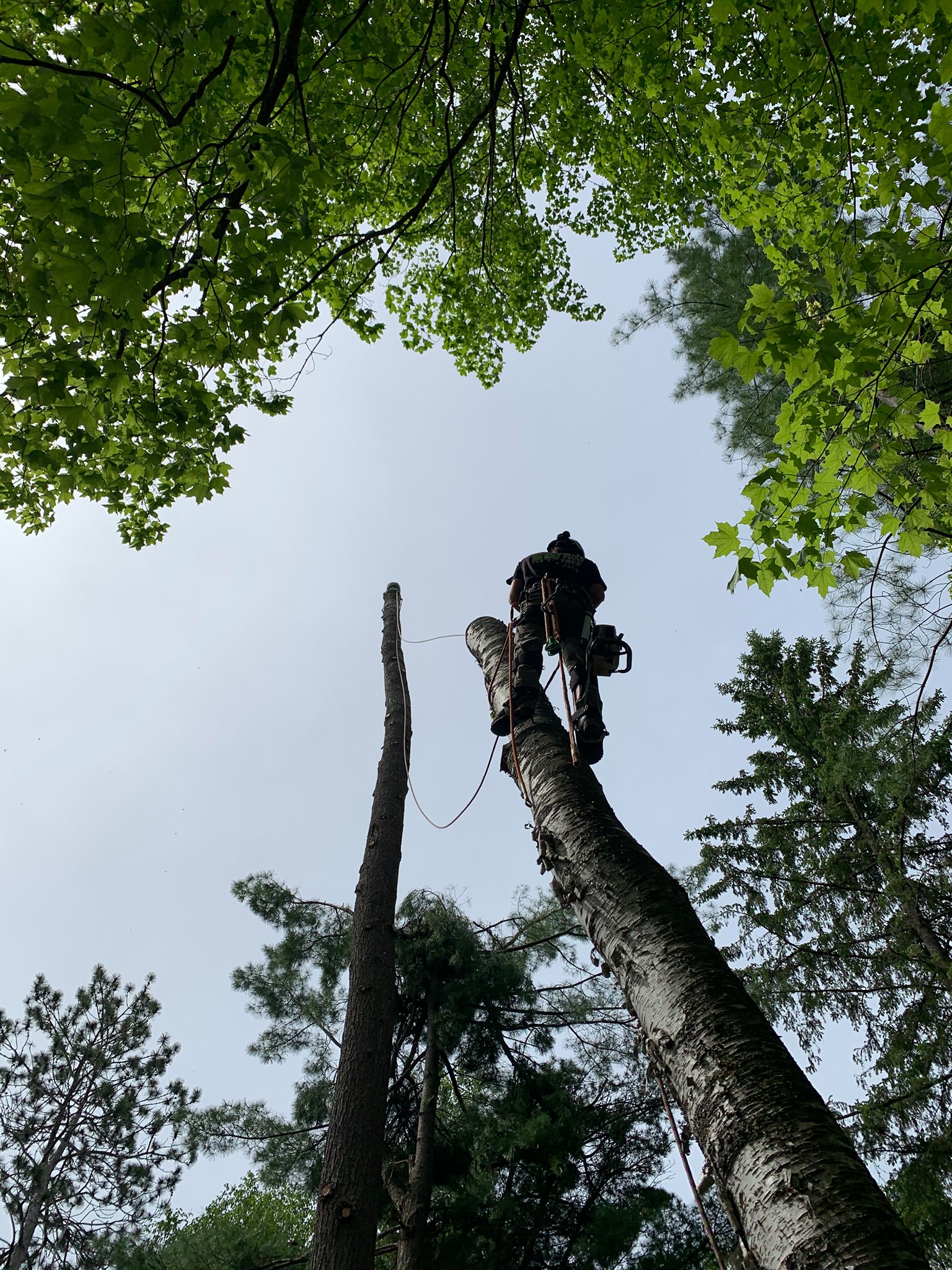 One Two Tree Service | Grand Rapids MN