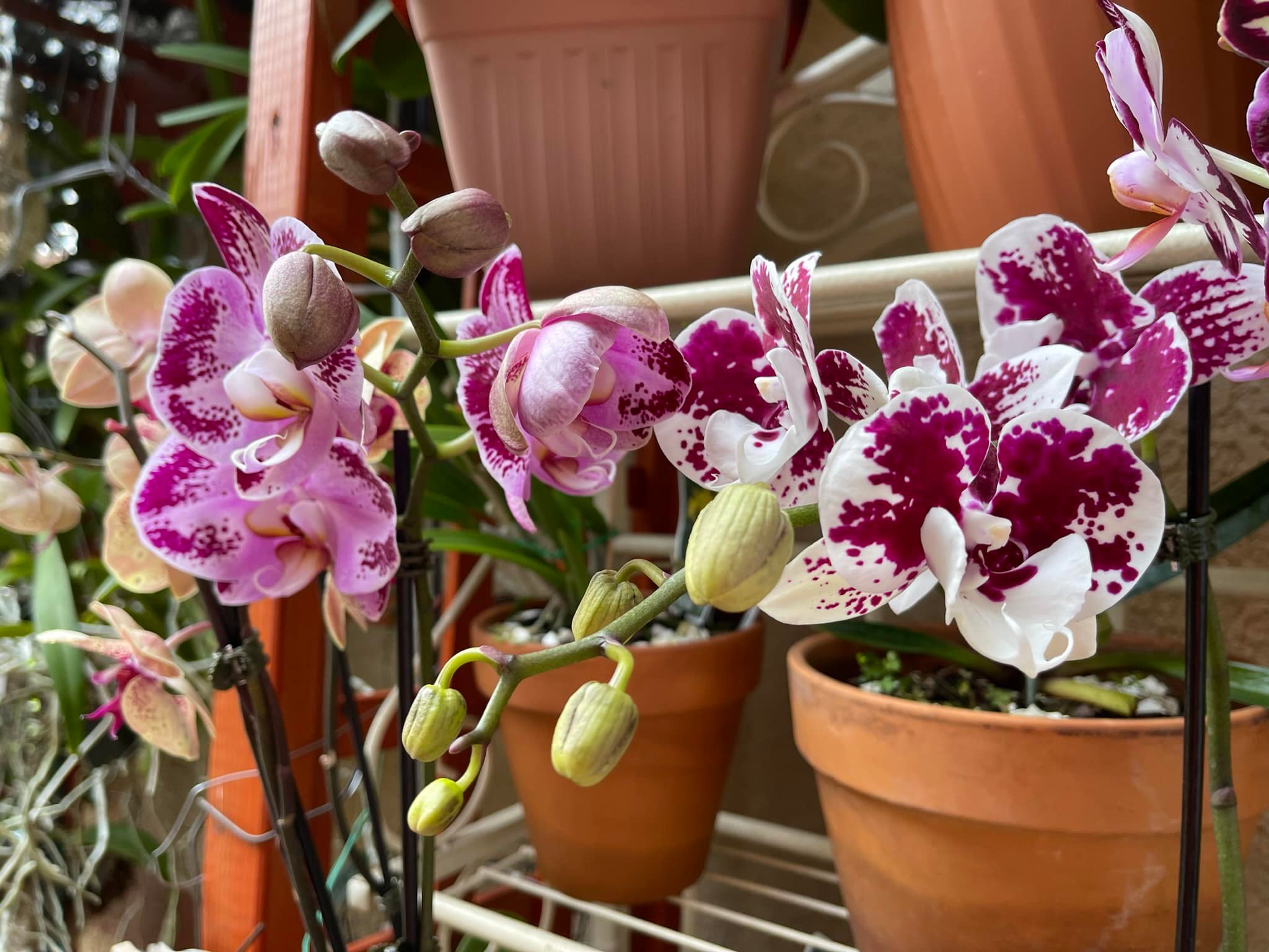 Pink Candy, Orchid Blush and Rose Glow Sunpatiens doing what they 