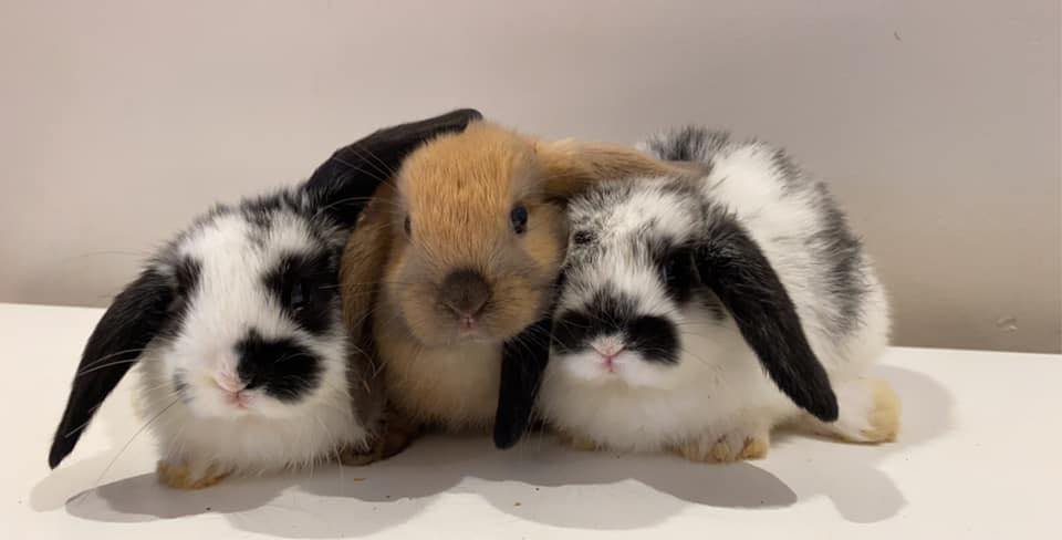 Stanwell Park Mini Lop Rabbits | Temora NSW