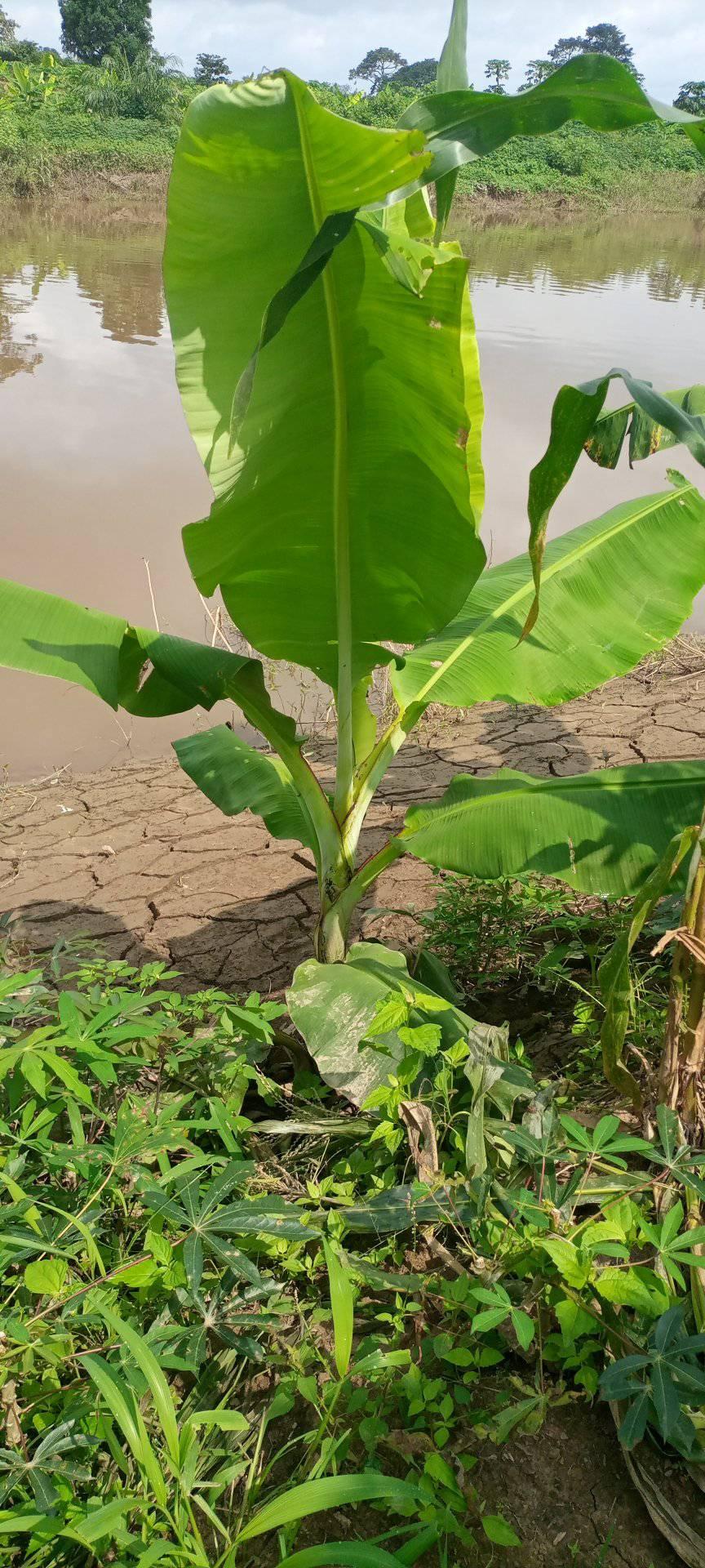 Terrenos e fazendas a venda no Bengo | Procuro terras para cultivo ...