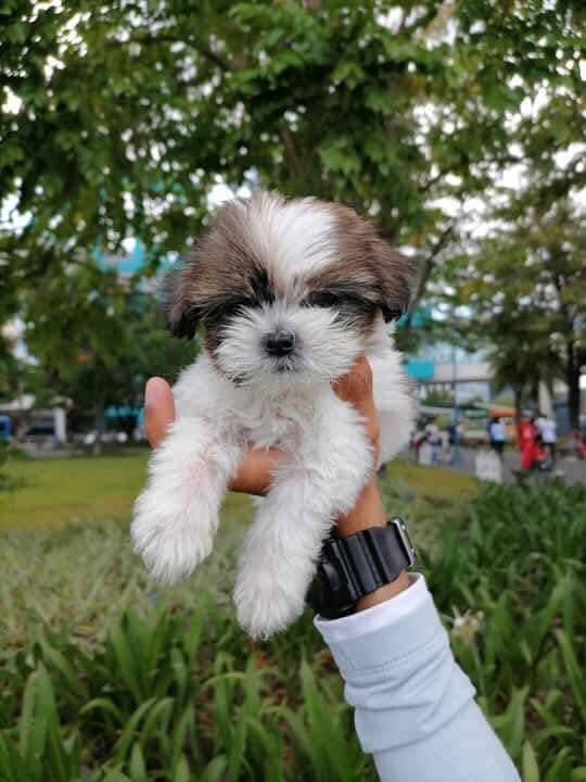 Potchie