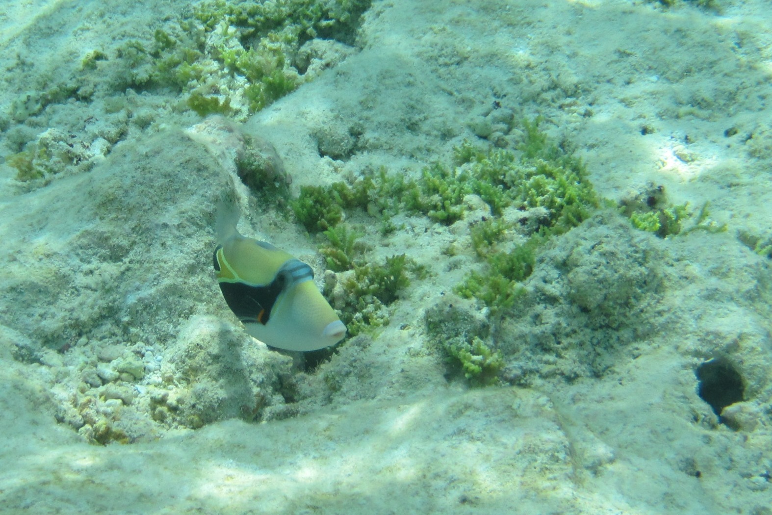 Did you... - NOAA National Marine Sanctuary of American Samoa