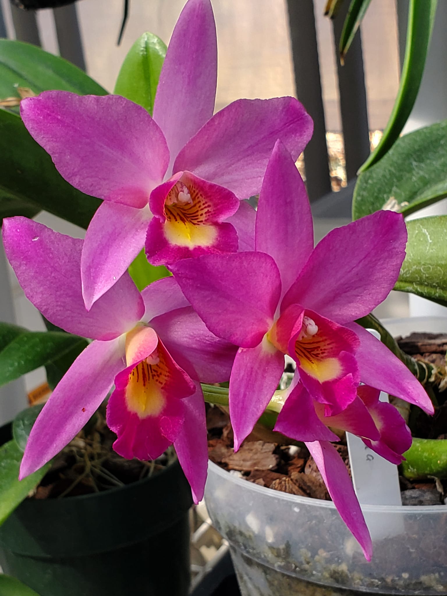 L. anceps 'Disciplinata' x 'Gigas Flair' orchid blooms